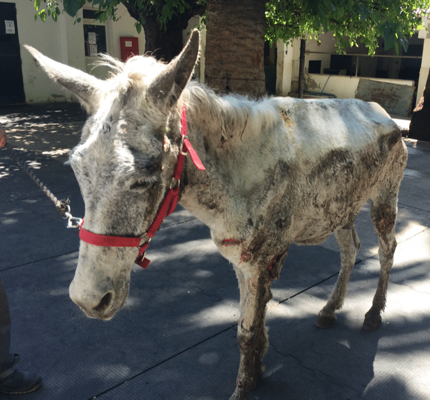 We were called upon to save a traumatized mule.
