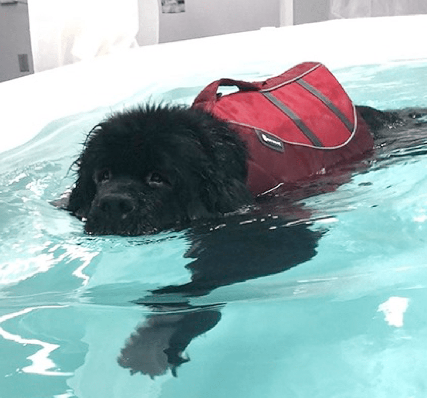 Physical Rehab to the Rescue for Sophie the Newfoundland