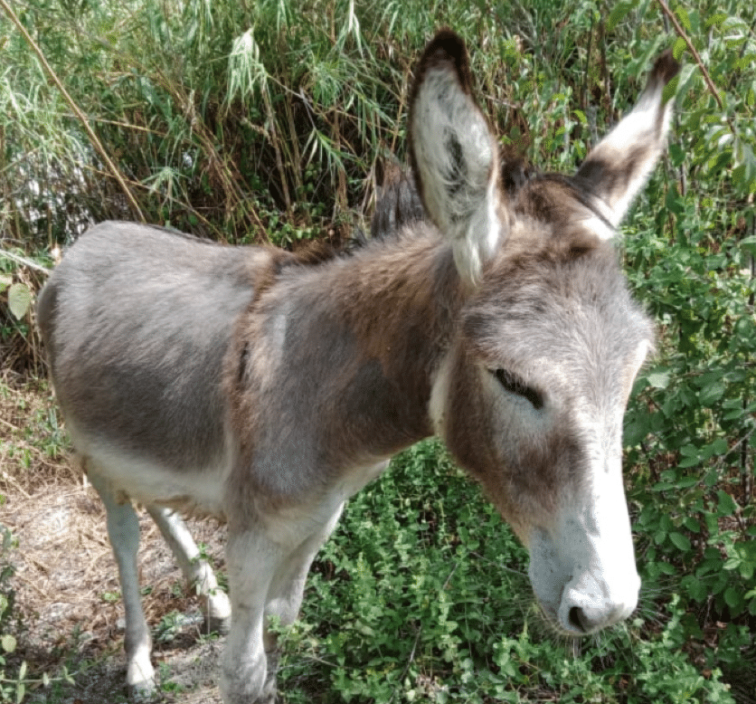 Saved by the Fondouk, Aamil the Donkey Now Home with His Family