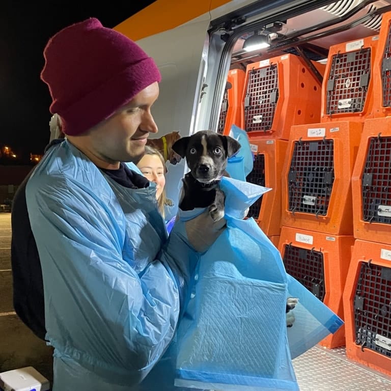 More than 30 homeless cats from South Carolina relocated to Massachusetts Video