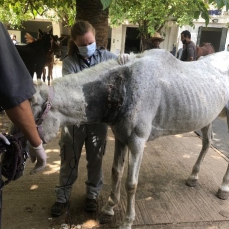 A Small Bite Turns Catastrophic for a Valued Mare 