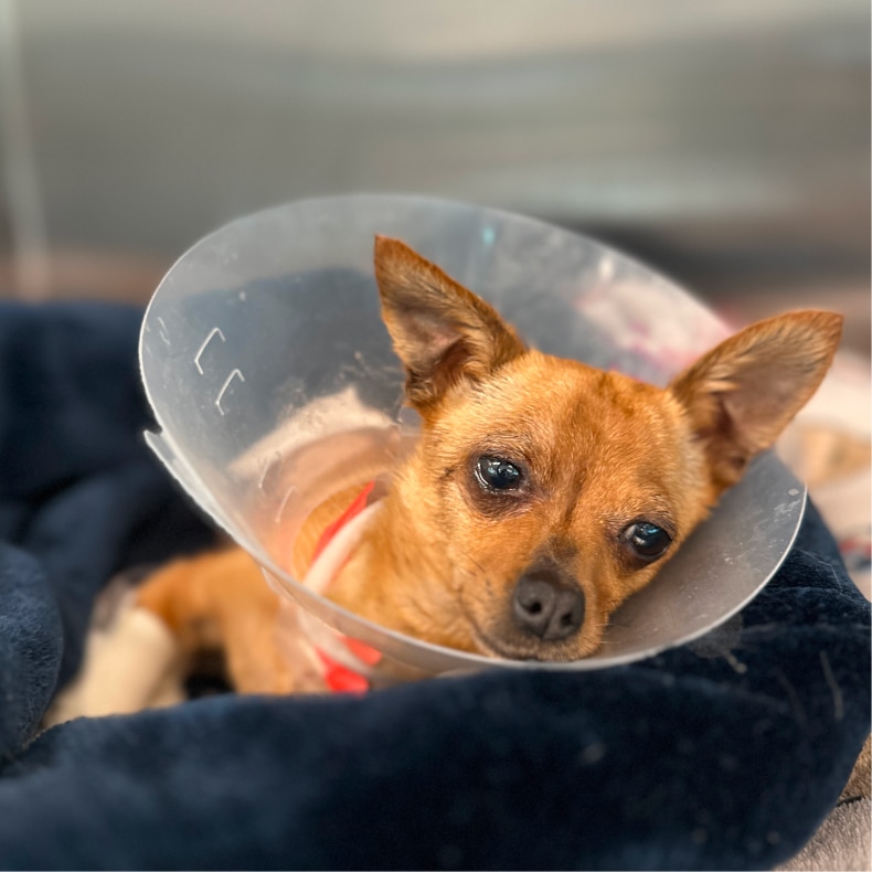 More than 30 homeless cats from South Carolina relocated to Massachusetts Video