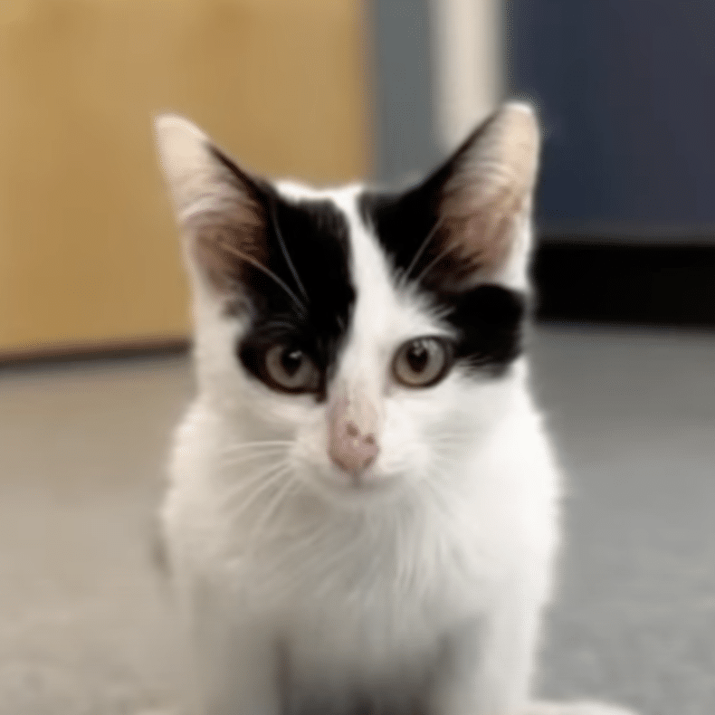MSPCA Looking For Home For Cat With Crooked Legs Video