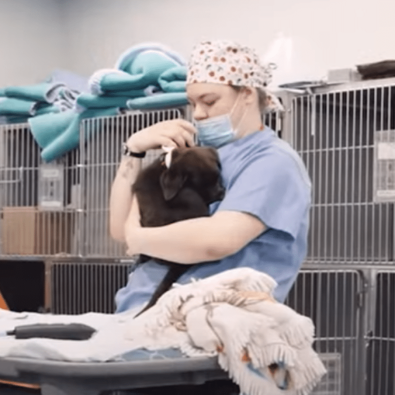 Angell Animal Medical Center CCU Unveiling Video