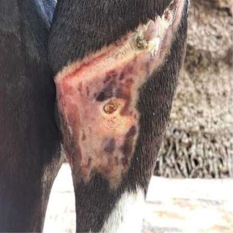 A Small Bite Turns Catastrophic for a Valued Mare 