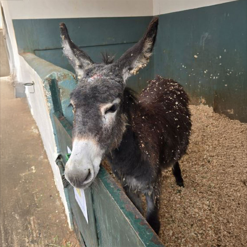 A New Hope: Amal the Donkeys Healing Journey