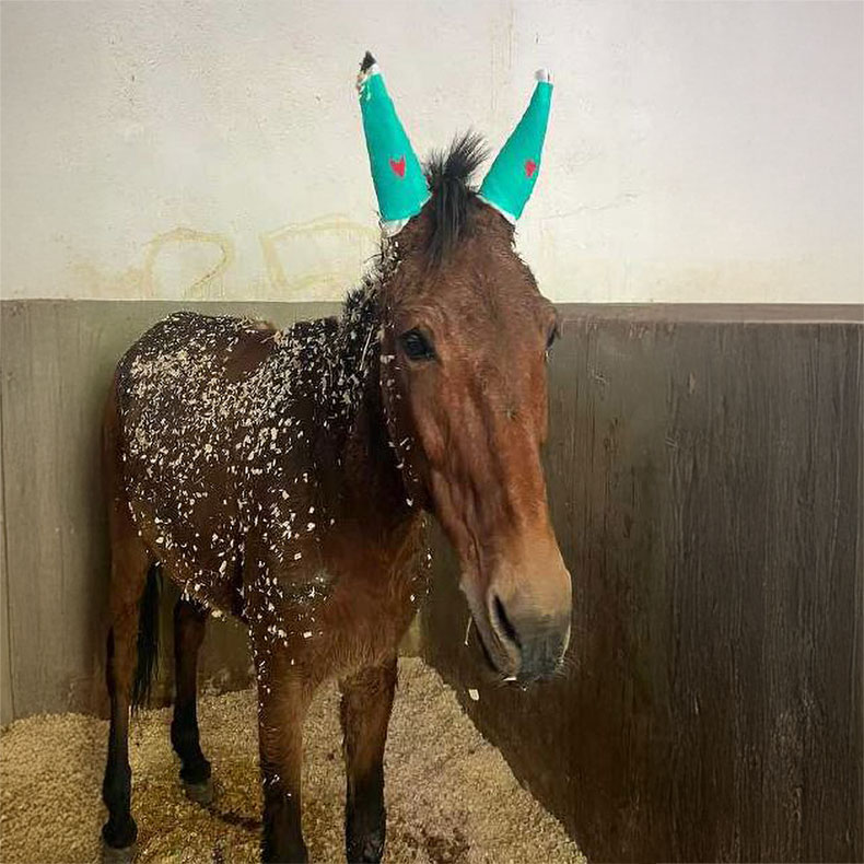 Teddy the Mules Triumph Over Tetanus