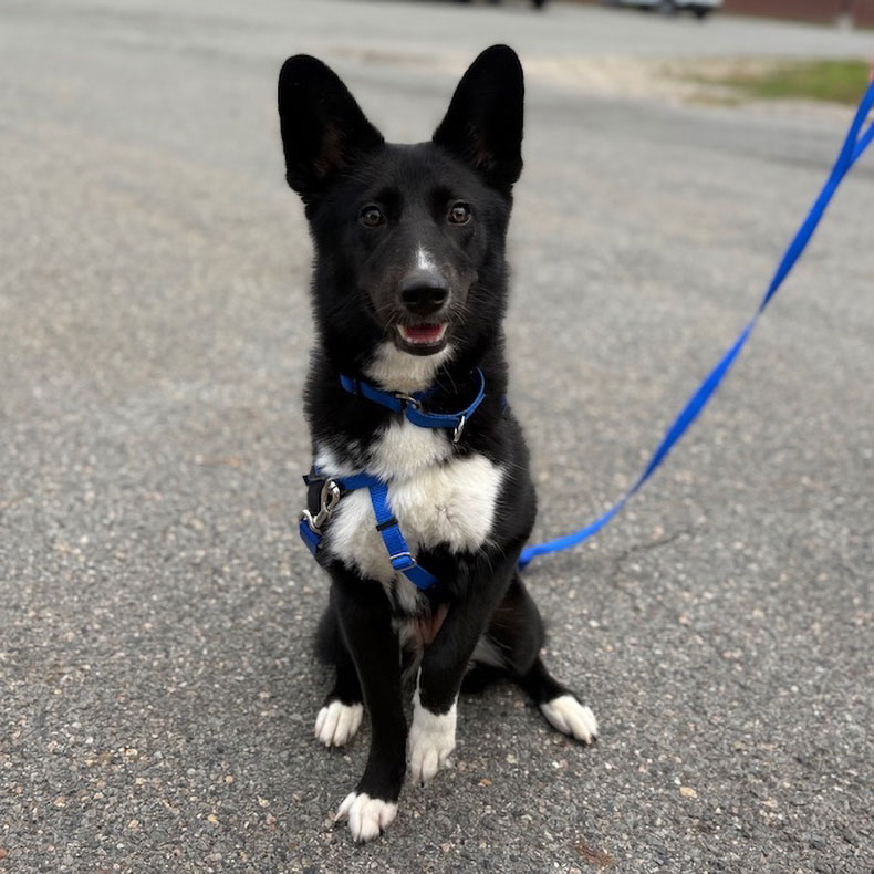 A Push for Pet-Inclusive Housing