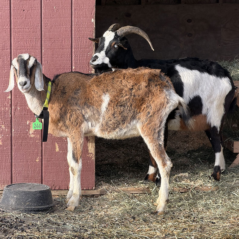 Farm Animal Rescue in Ayer