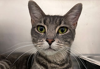 Homeless Young Cat Undergoing Heart Surgery at Angell Animal Medical Center