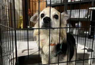 MSPCA-Angell brings more than two dozen specialty bread dogs from commercial breeders