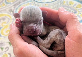 The Littlest Great Dane: Her Journey from Fragile to Thriving Mighty Mouse