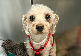 Angell Provides Lifesaving Surgery to Homeless Miniature Poodle-Mix