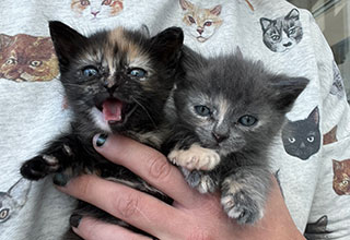 MSPCA-Angell providing life-saving care for tiny, sick kittens