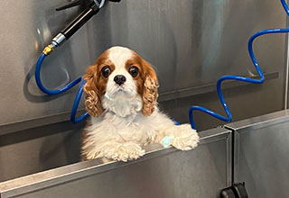 Grooming and Healthy Boarding