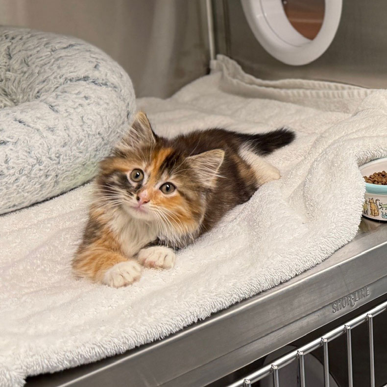 Cape Cod Expands Transport Capacity Article