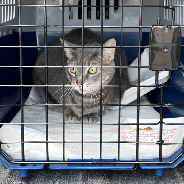 A gray cat with yellow eyes in a carrier