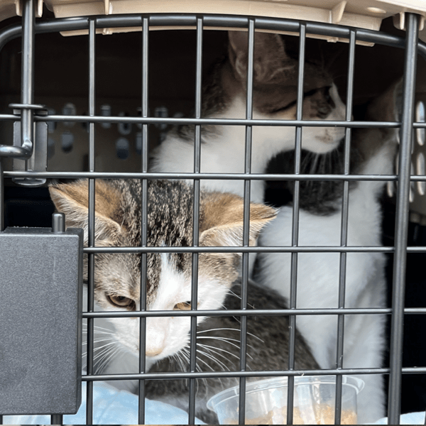 Two mutli-colored kittens in a carrier