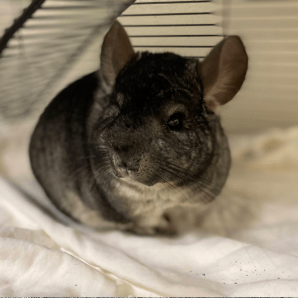 A gray chinchilla