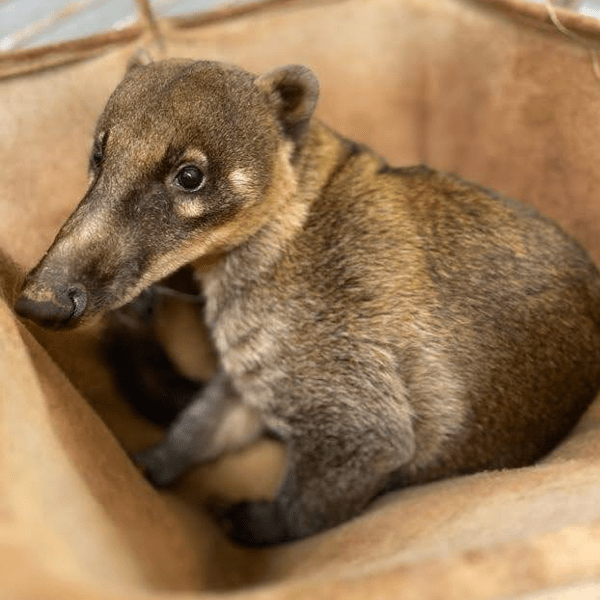 A brown coatimundis