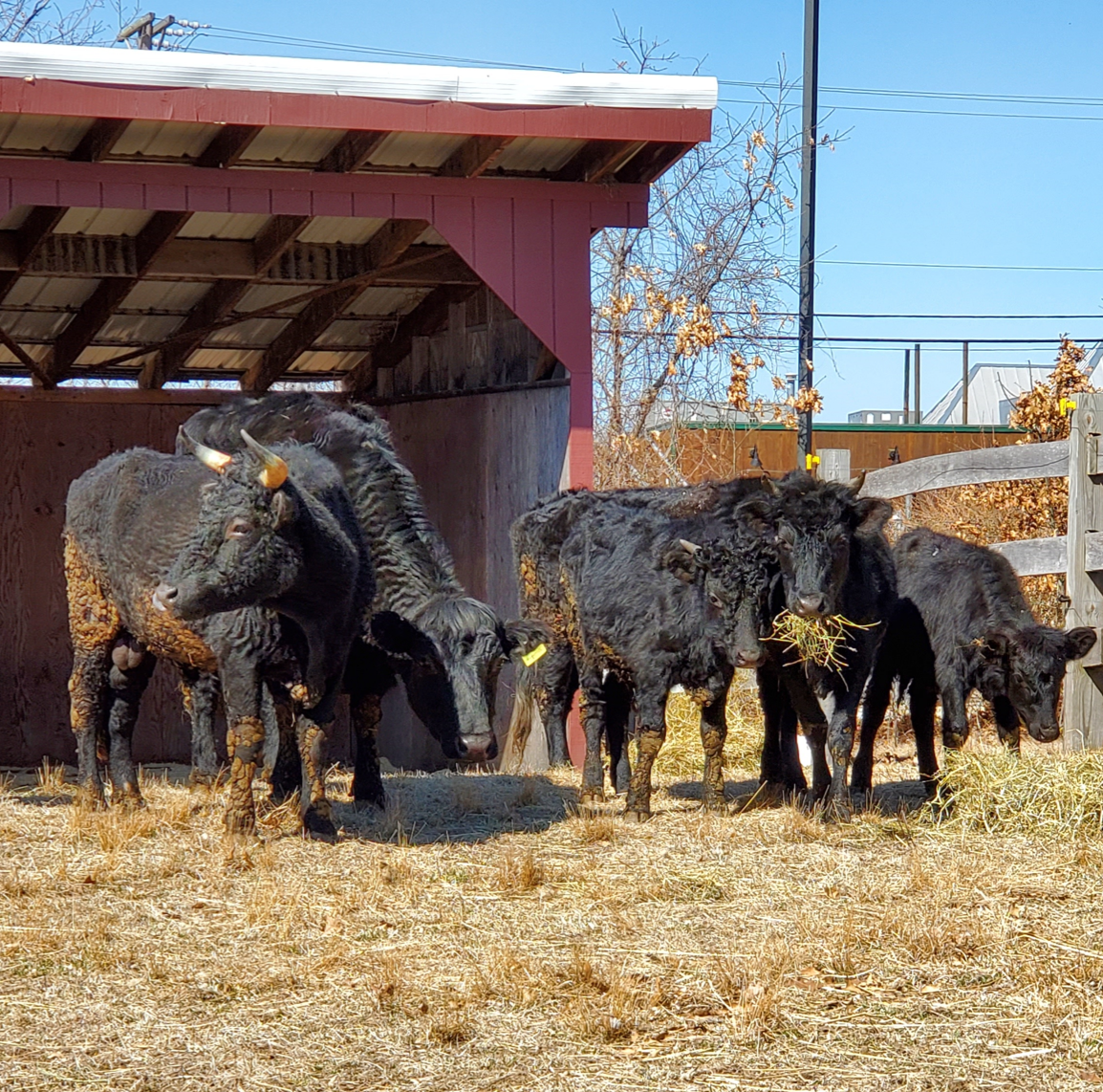 Black and brown cows eating hay