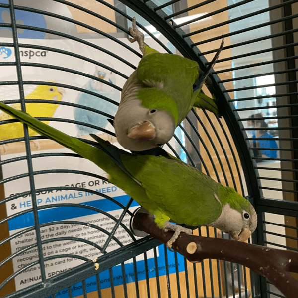 Two green lovebirds