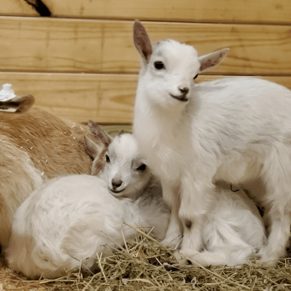 Two little white goats cozied close together