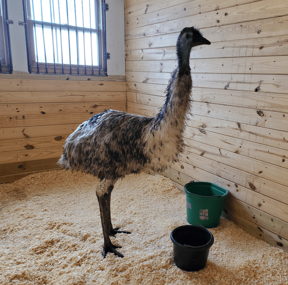Jerry the emu in a barn