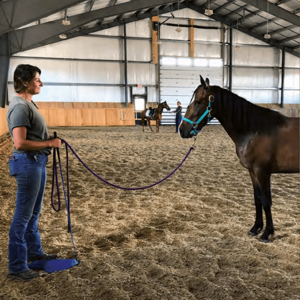 Brown rescued mustang Queen Bee with a trainer