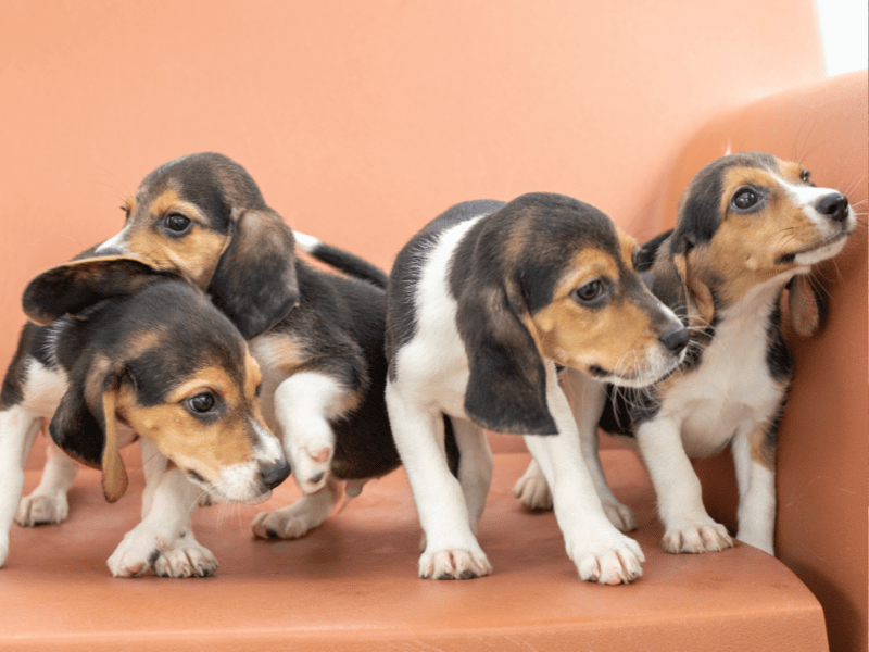 Four beagle puppies in a chair
