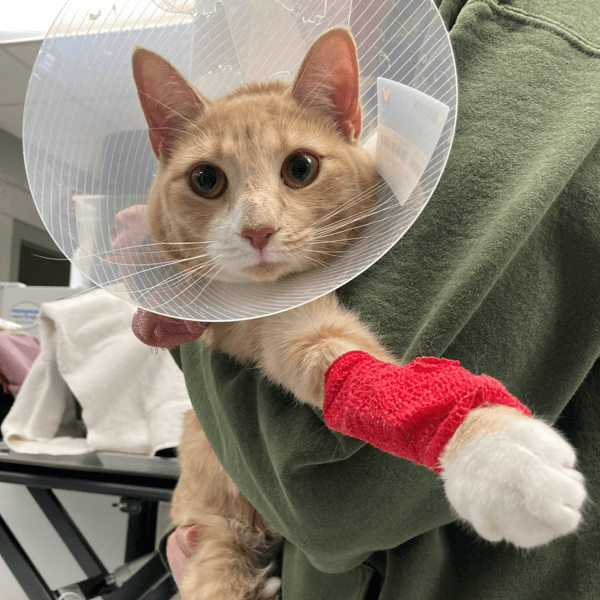 Bella recovering post-op.