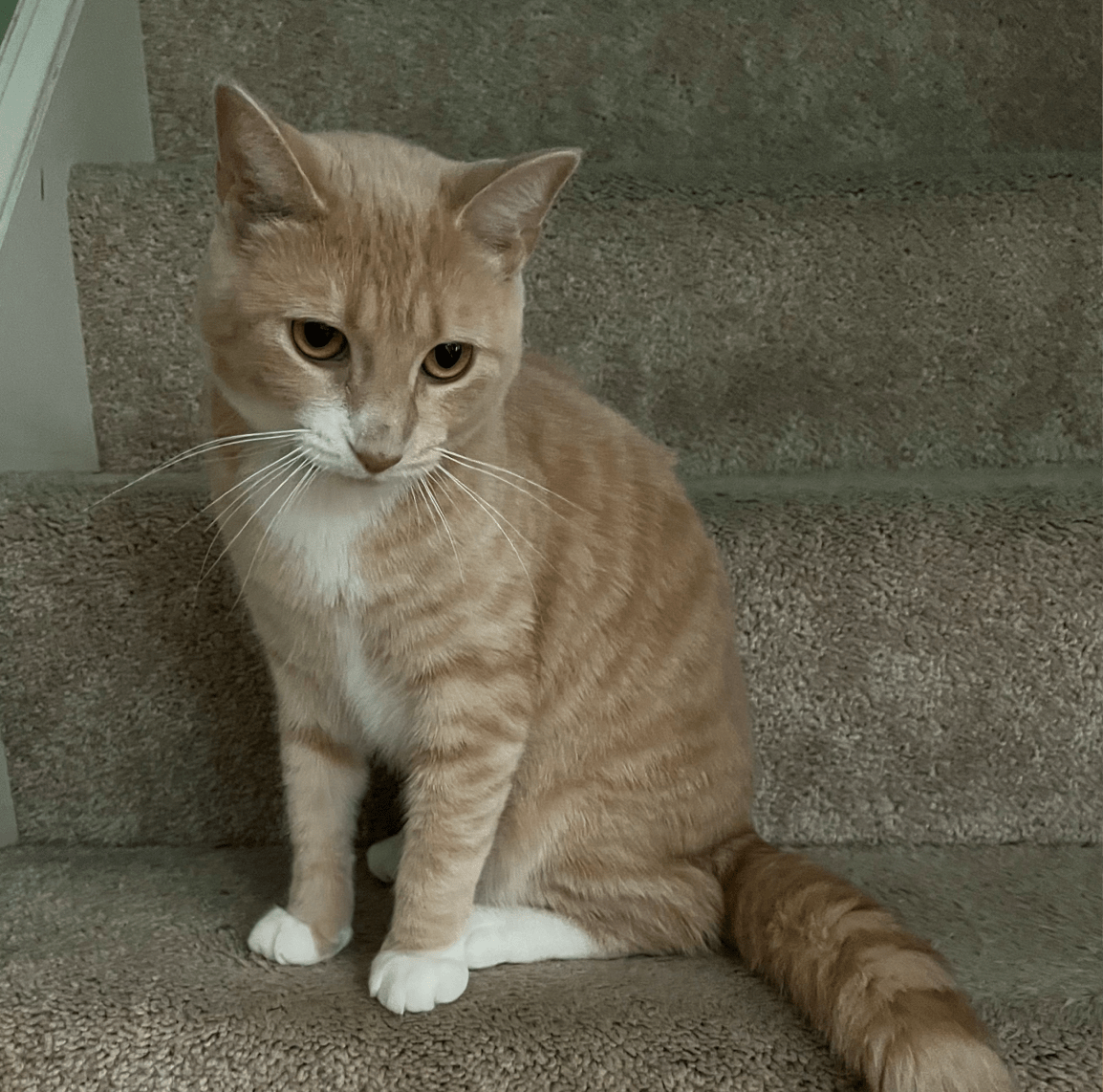 Bella, a 10-month-old orange kitten, sitting on the stairs