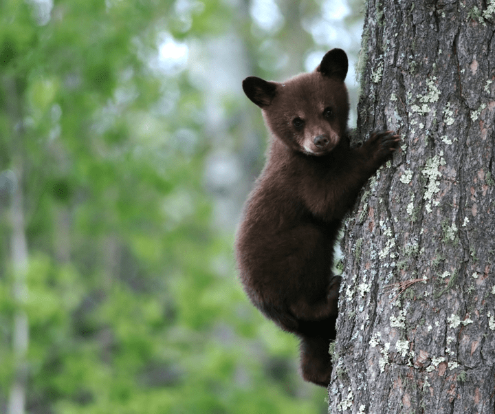 A black bear climbing a tree