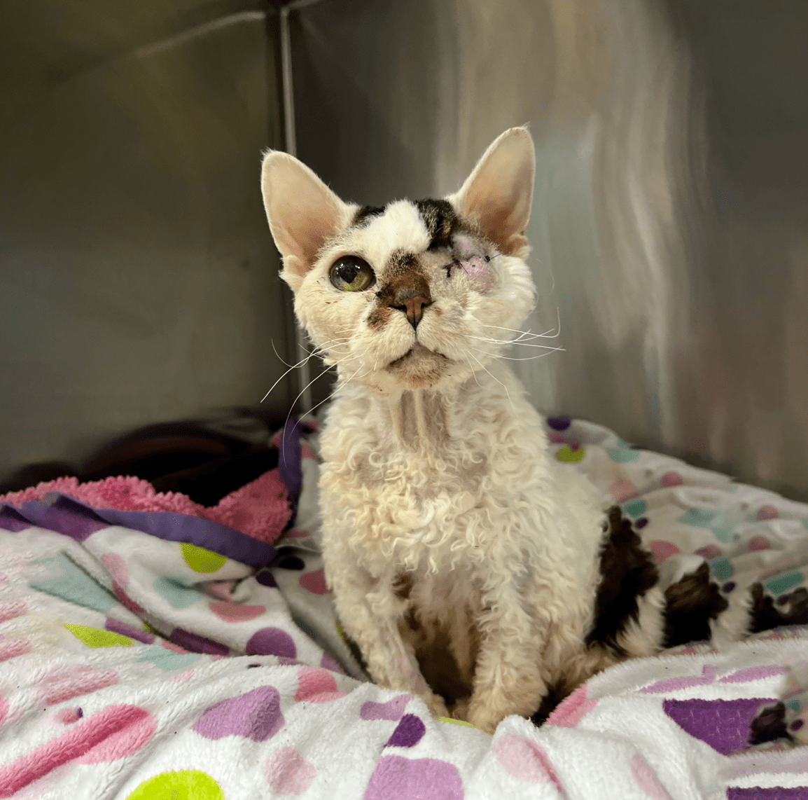 Stella, a 15-year-old Devon Rex