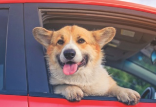 corgi hanging out the window of a car