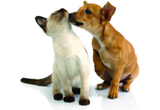 dog and cat kissing