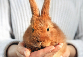 A small bunny in a person's hands