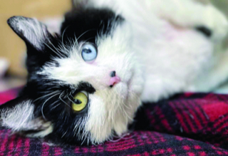 cat with different colored eyes