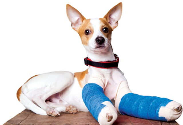 a small dog with two blue casts on its front legs