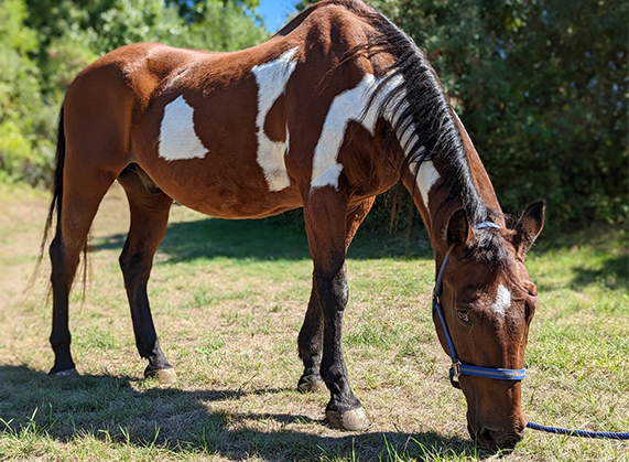 A Miracle for Merlin