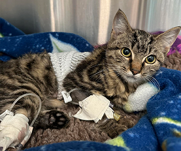 A Risky but Lifesaving Surgery for Anna