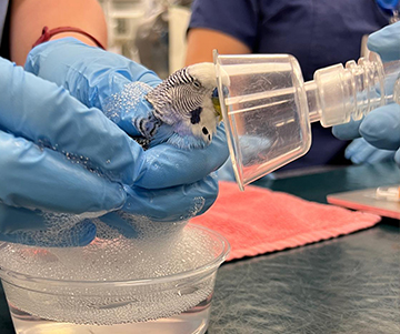 MSPCA-Angell West Helps Budgie in Sticky Situation