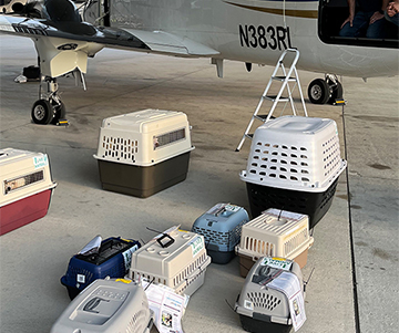 Adoption Crisis Alert! Animal Shelters Nationwide Are Full