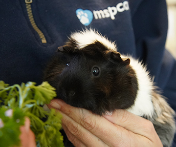 MSPCA-Angell Shelters See Increase in Guinea Pig Surrenders