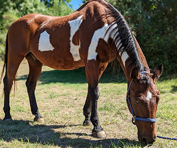 A Miracle for Merlin