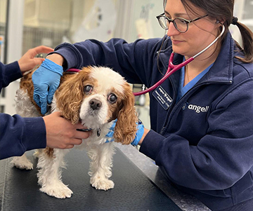Urgent Care Helps Penny the Cavalier