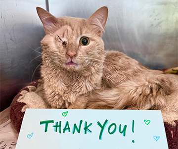 A Heap of Trouble for Rooster the Cat