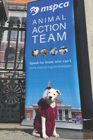 Meghan, a.k.a. Jellybean, joined the MSPCA-Angell Animal Action Team at the State House