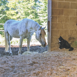Baguette keeps an eye on the horses
						during his daily barn chores