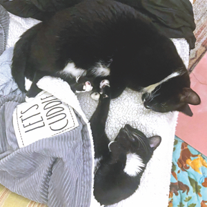 May's new family included a sister named Gracie. The girls enjoy playing together and snuggling
